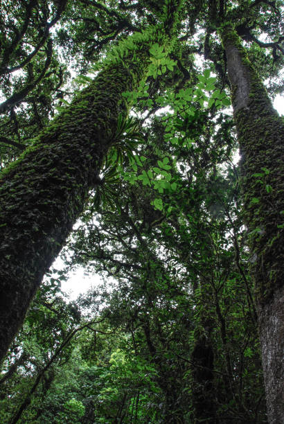 istock The photo of the trees is a view from below. 822718698