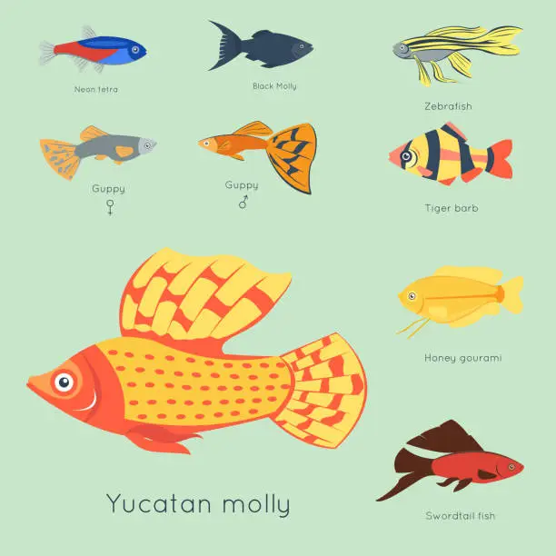 Vector illustration of Exotic tropical fish different colors underwater ocean species aquatic nature flat isolated vector illustration