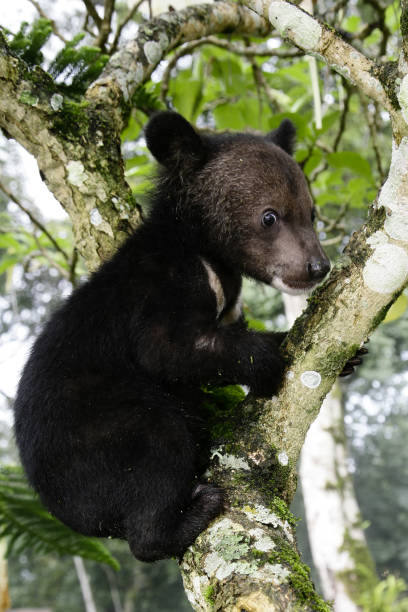 istock Cute black baby bear is climbing trees. 822719626