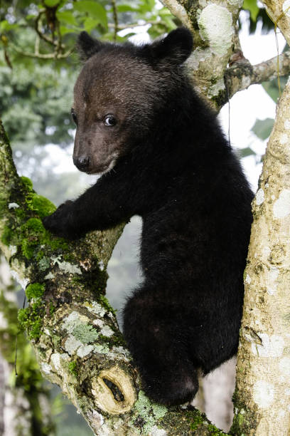istock Cute black baby bear is climbing trees. 822720514