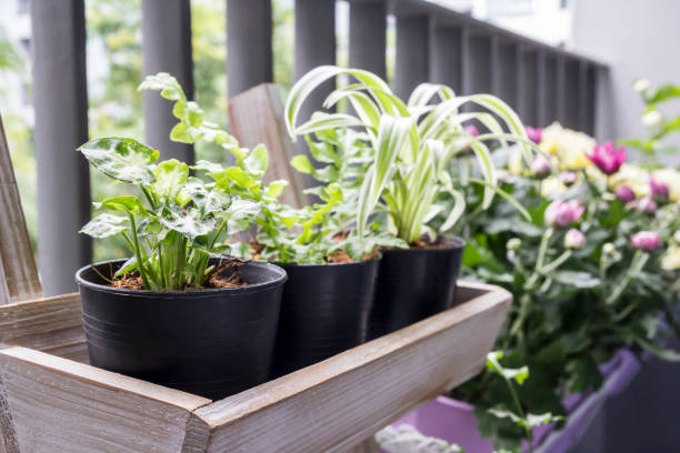 Small garden on the balcony Small garden on the balcony spider plant photos stock pictures, royalty-free photos & images