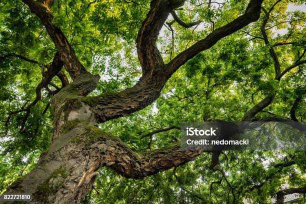 Blick Durch Die Krone Einer Eiche Stockfoto und mehr Bilder von Baum - Baum, Eiche, Ast - Pflanzenbestandteil