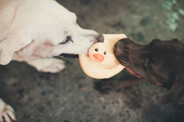 Two dog Fighting over Yellow Duck Toys Issues