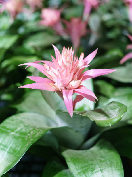 Pink flower of Urn Plant (Bromeliad or Aechmea fasciata or BROMELIACEAE) , Tropical flower in bloom in springtime Pink flower of Urn Plant (Bromeliad or Aechmea fasciata or BROMELIACEAE) , Tropical flower in bloom in springtime aechmea fasciata stock pictures, royalty-free photos & images
