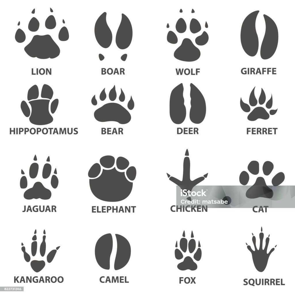 Animal Trails Set Stock Illustration - Download Image Now - Jaguar - Cat,  Paw, Claw - iStock