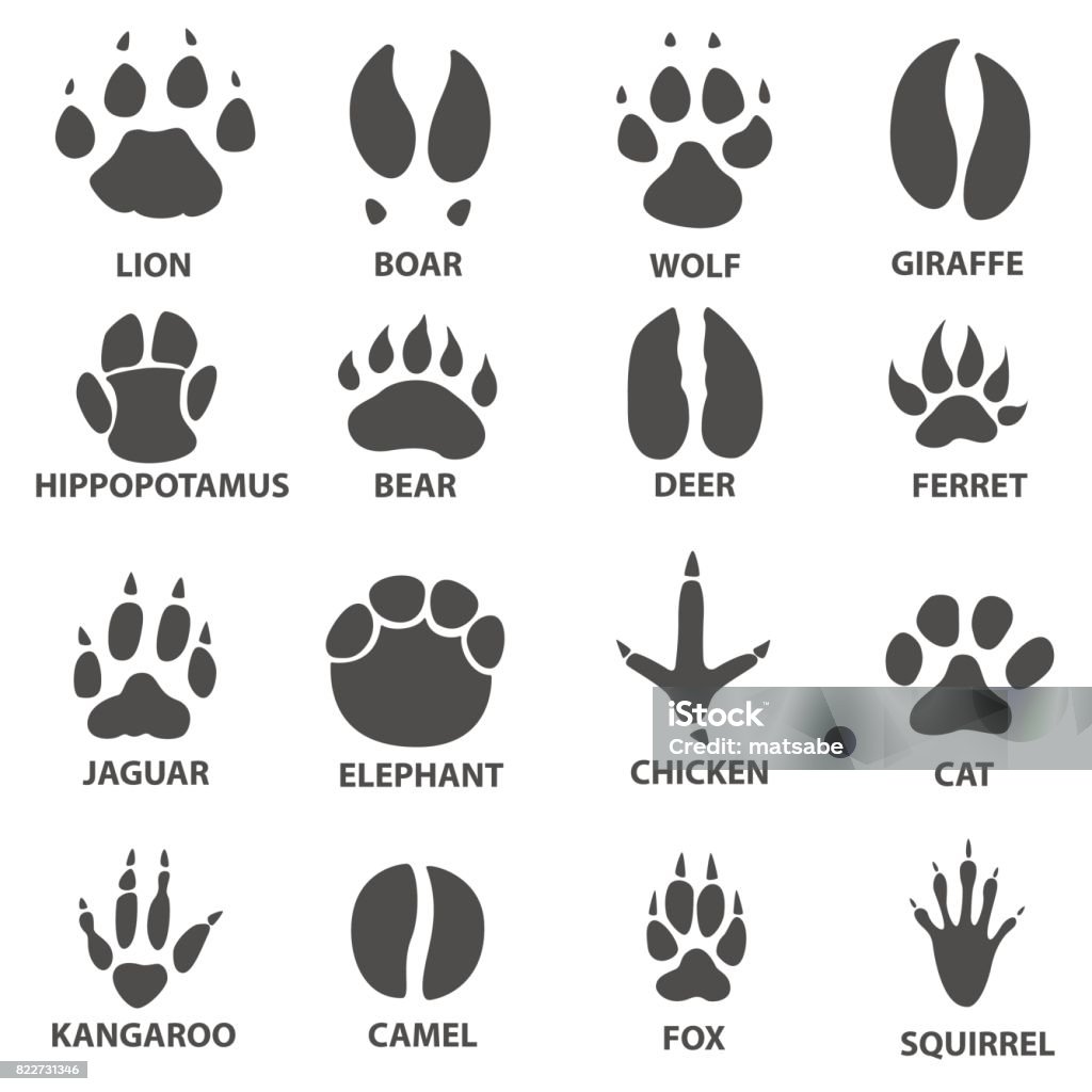 Animal Trails Set Stock Illustration - Download Image Now - Jaguar - Cat, Paw, Claw - iStock Animal Trails Set Stock Illustration - Download Image Now - Jaguar - Cat, Paw, Claw - iStock