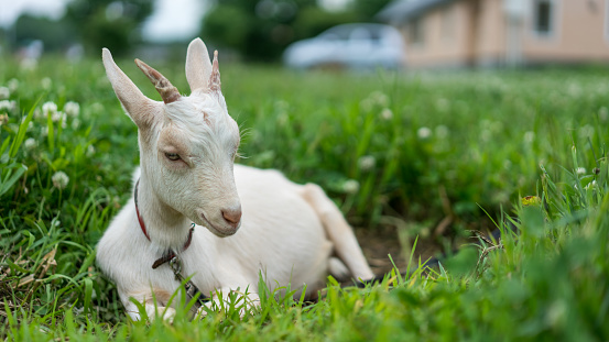 Alpaca On Grass Field