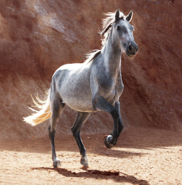 istock young andalusia horse 822740298