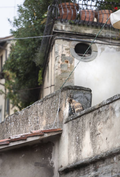 istock Typical Italian urban scene with cat, in Cortona 822743274