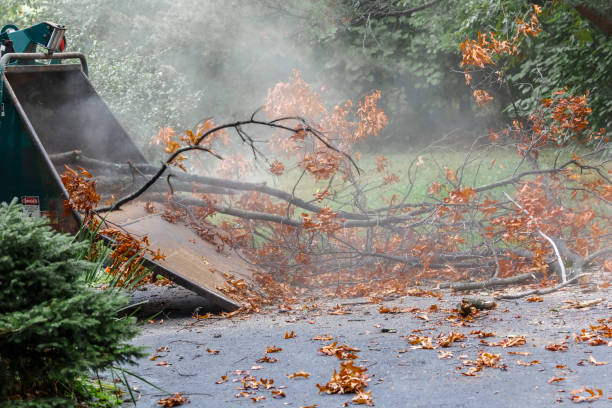 istock Grinding Up The Branches Of An Old Dead Tree 822745542