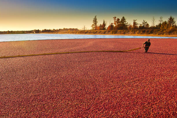 bracciante agricolo a cranberry bog che raccoglie il marsh field in wisconsin, usa - cranberry foto e immagini stock