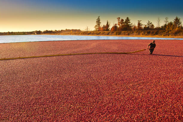 Farm Worker in Cranberry Bog Harvesting the Marsh Field in Wisconsin, USA A farm worker working in a cranberry bog harvest, they corrals the floating cranberry fruits in a flooded field toward the harvester. A sea of red berries floating in the field of a Wisconsin cranberry marsh farm. Photographed on location. cranberry stock pictures, royalty-free photos & images