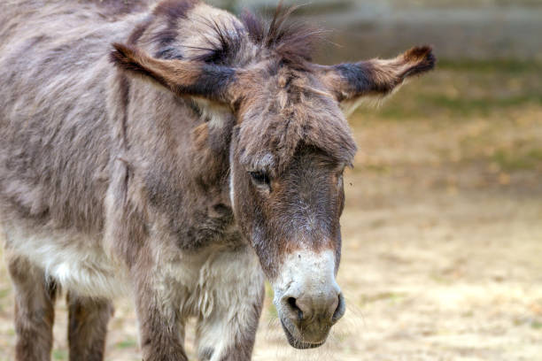 istock Picture of a sad pet ass 822753276
