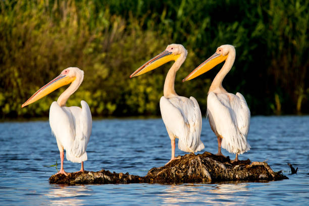 istock Pelican colony in Danube Delta Romania 822757484