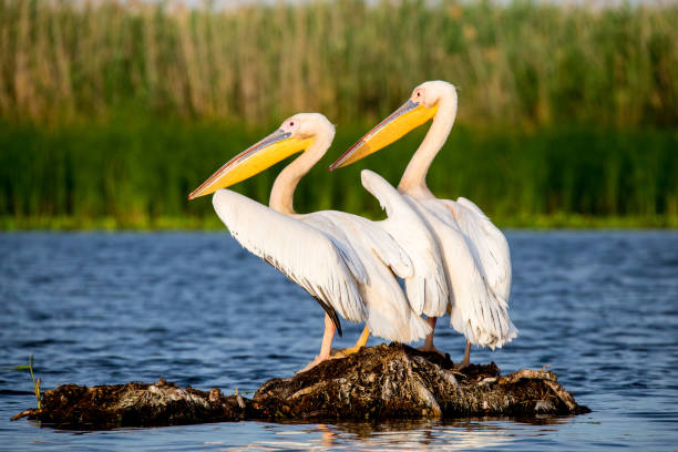 istock Pelicans in Danube Delta Romania 822758286