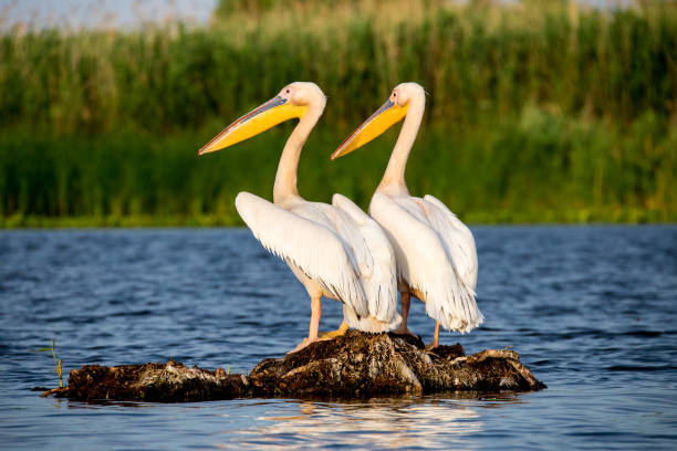 istock Pelicans in Danube Delta Romania 822758410