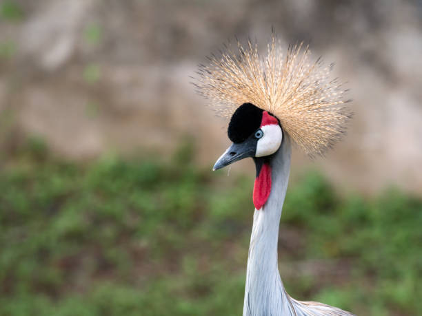 istock Beautiful birds with fur on head, Grey Crowned Crane with blue eye and red wattle 822765744