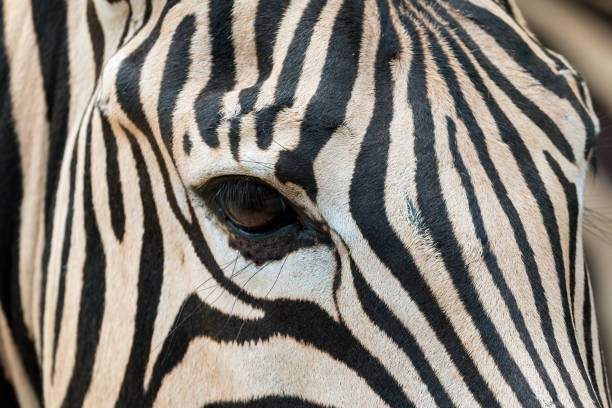 istock Close up of Zebra head including eye contact and fur pattern 822765858