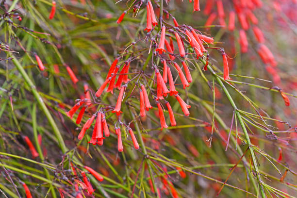 istock Plants of Madeira. 822771534