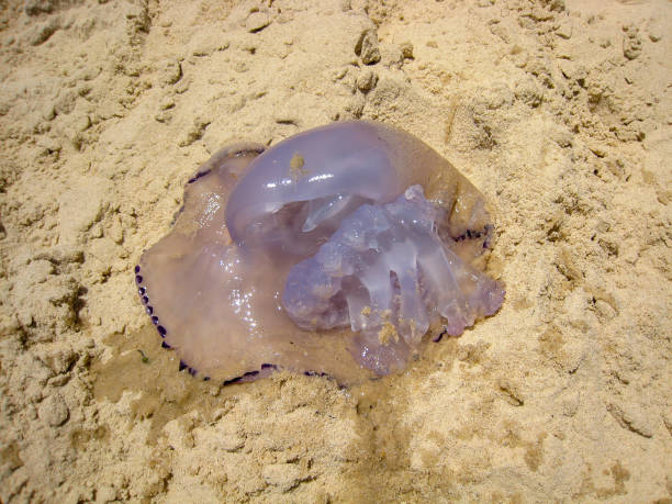 istock Purple jellyfish melts on hot sand 822772870