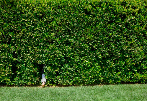 Hedge fence with green lush foliage growing outside of building facade. House exterior is covered with ivy plant.
