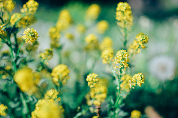 Wild yellow fluffy Barbarea flower in a field or on a meadow