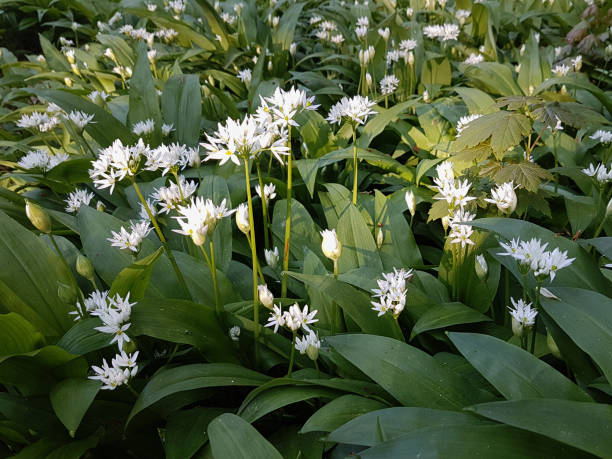 ramsons bäröauch in the light of the sun in the Vienna Woods vienna woods stock pictures, royalty-free photos & images