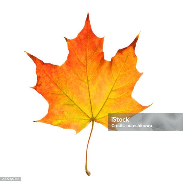 Autumn Leaf Isolated On White Background Stock Photo - Download Image Now - Leaf, Autumn, White Background