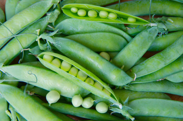 peas in a pod - green pea pea pod sweet food freshness stock-fotos und bilder