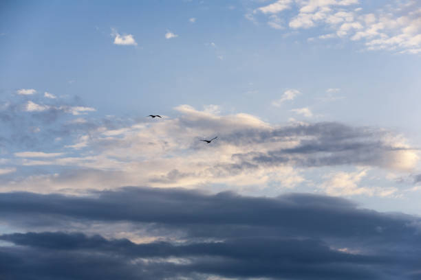 Blue sky with silhouettes of flying birds