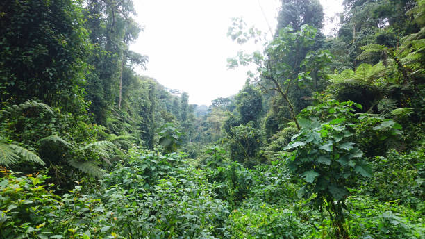 istock Tropical rainforest in central Africa 822794614