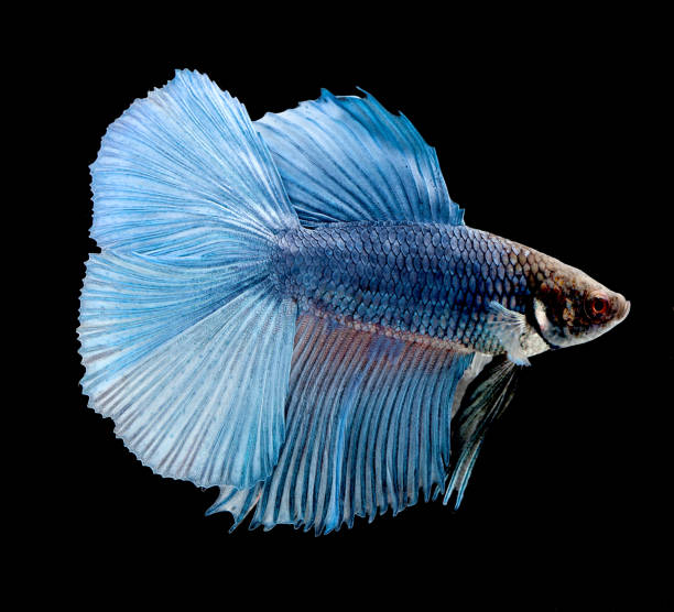 istock Betta fish siamese fighting fish betta splendens isolated on black background 822796138