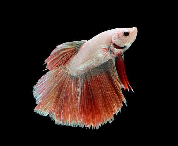 istock Betta fish siamese fighting fish betta splendens isolated on black background 822798570