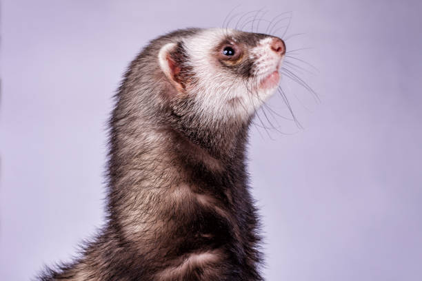 istock Portrait of sable ferret 822806406