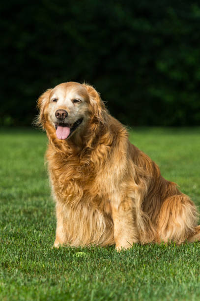 istock Senior Golden Retriever sitting in backyard 822806780