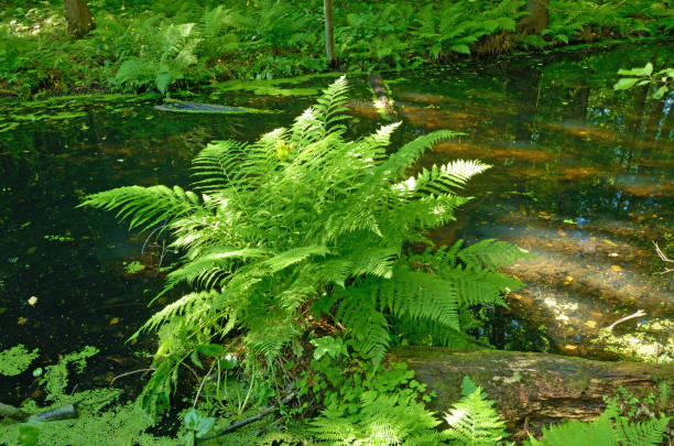 istock The natural landscape in the spring. 822808552
