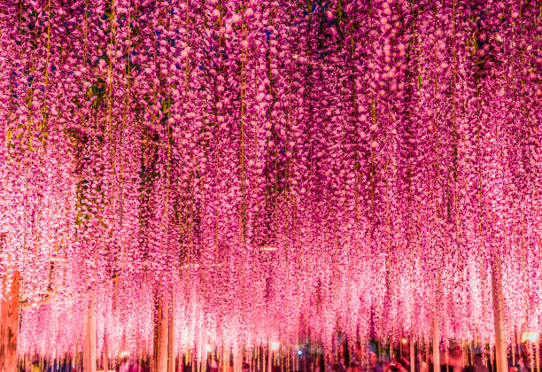 Great purple wisteria trellis