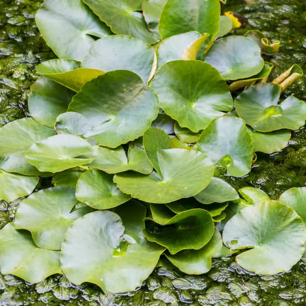 A shot of some waterlily leaves.