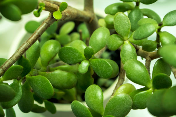Indoor house plants