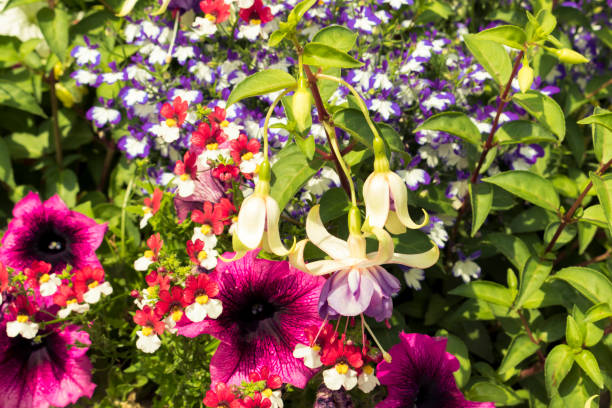 istock Mixed Flowers / Petunia / Fuchsia / 822828870