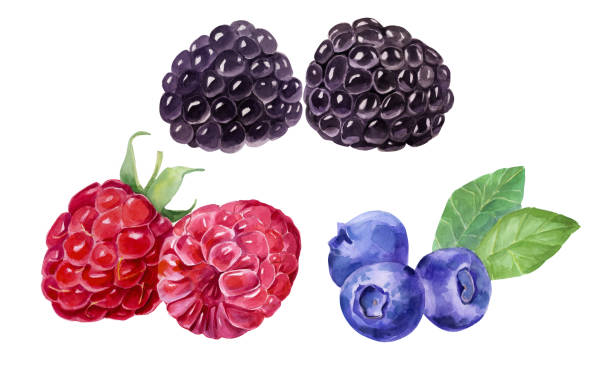 brombeere, heidelbeere, himbeere botanische illustration. aquarell bild. - blackberry blueberry raspberry fruit stock-grafiken, -clipart, -cartoons und -symbole