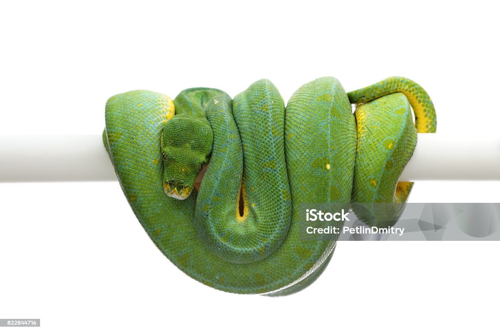 Green tree python isolated on white background Animal Stock Photo