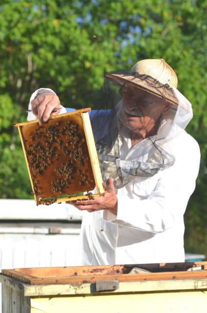 istock Experienced senior beekeeper making inspection in apiary after summer season 822846412
