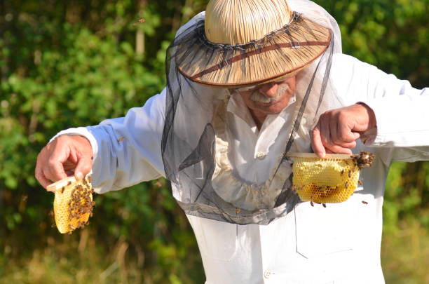 istock Experienced senior beekeeper holding honeycombs from small wedding beehive in apiary 822846550
