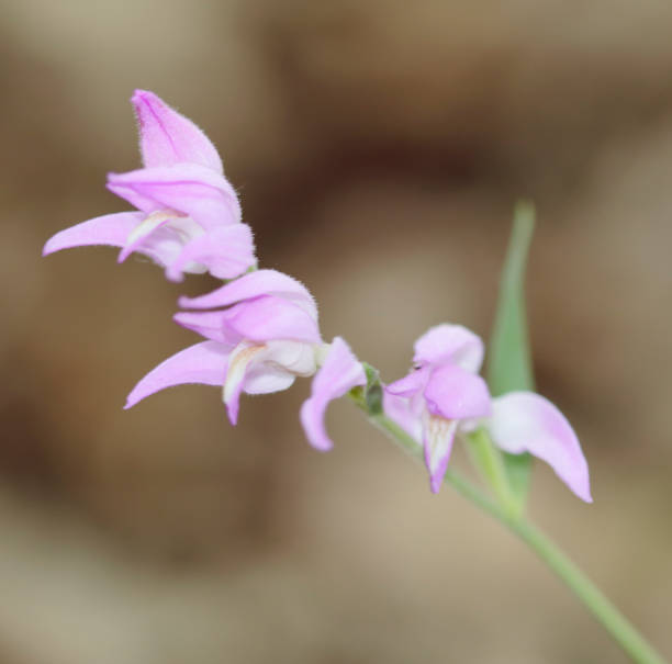 istock Red Helleborine Orchid (Cephelanthera rubra) 822851686