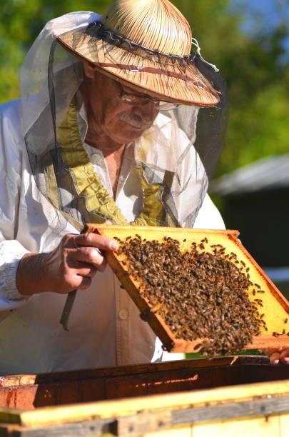 istock Experienced senior beekeeper making inspection in apiary after summer season 822853164