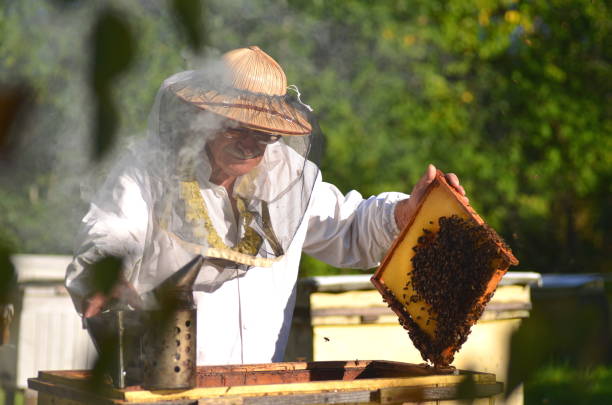 istock Experienced senior beekeeper making inspection in apiary after summer season 822853170