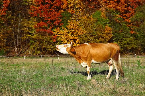 Single cow moos near colorfull Autumnal forest. nature background.