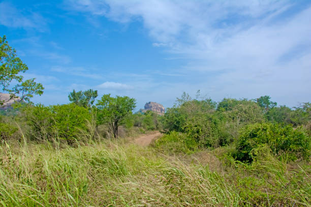istock Sigiriya Rock Fortress View From Thalkote Lake 822855896