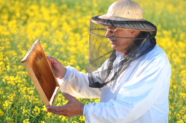 istock experienced senior apiarist working in the blooming rapeseed field 822856068